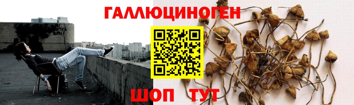 Славгород  Галлюциногенные грибы Magic Shrooms  как найти   Вход с VPN 